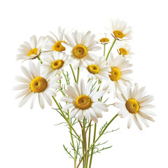Bouquet of daisies bouquet of Daisies isolated on transparent png.