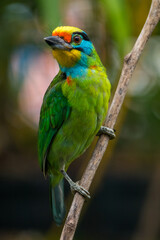 The red-throated barbet (Psilopogon mystacophanos) is a species of bird in the family Megalaimidae. It is found in Brunei, Indonesia, Malaysia