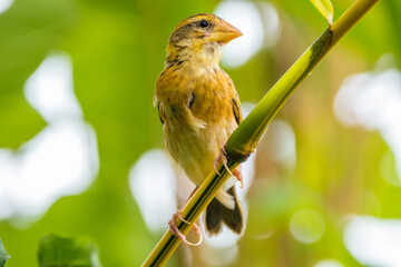 The baya weaver (Ploceus philippinus) is a weaverbird found across the Indian Subcontinent and...