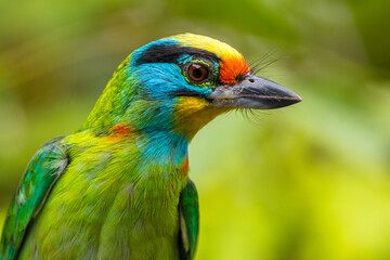 The red-throated barbet (Psilopogon mystacophanos) is a species of bird in the family Megalaimidae. It is found in Brunei, Indonesia, Malaysia