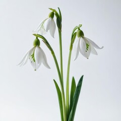Fototapeta na wymiar snowdrops in a vase on white 