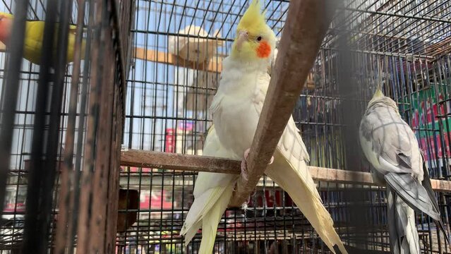 Close-up of beautiful domestic pet cockatiel bird, Colorful Corella parrots are caged and sitting on wood.