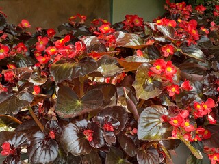 Begonia semperflorens wax always flowering plant.