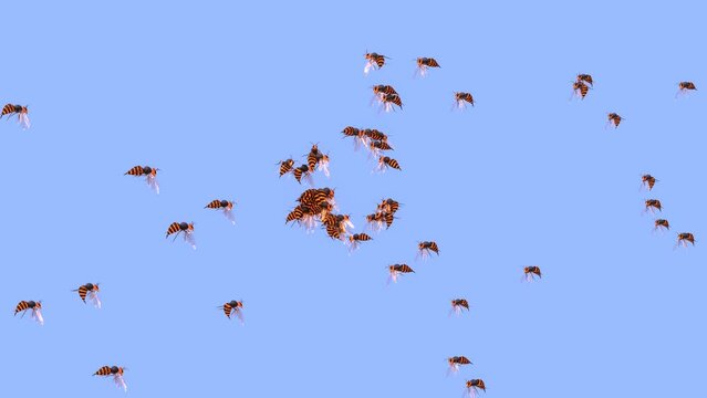 The swarm of wasp at attacking and chasing in the blue sky as 3d modeling many wasps, hornets.