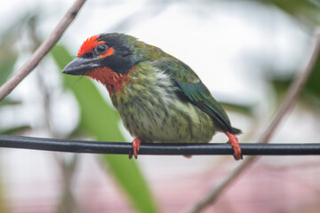 The coppersmith barbet (Psilopogon haemacephalus), also called crimson-breasted barbet and coppersmith
