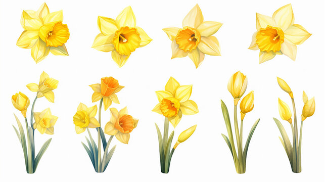 Vector set of yellow daffodils isolated on white background. Early spring garden flowers. Bouquet of narcissuses. Clip art for bright festive greeting card, poster, banner.