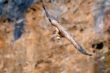 Buitre leonado en vuelo, en el parque natural de Cazorla, Segura y Las Villas.