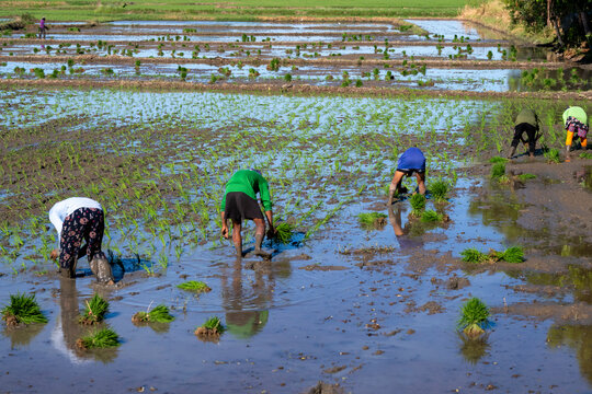 A farmer planting rice using traditional methods in a paddy field. Paddy field work in Asian countries