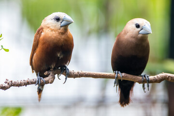 The white-headed munia (Lonchura maja) is a species of estrildid finch found in Teladan, Malaysia, Singapore, Thailand and Vietnam