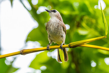 The yellow-vented bulbul (Pycnonotus goiavier), or eastern yellow-vented bulbul, is a member of the bulbul family of passerine birds