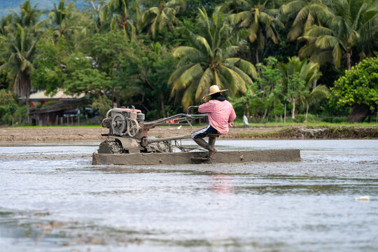 A farmer in a paddy field preparing the field for rice planting using traditional methods. Paddy field work in Asian countries