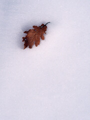 oak leaf and snow field. Foresta di Ortakis. Bolotana. Nuoro, Sardegna, Italia