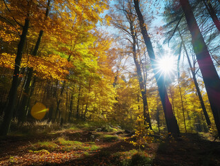 Autumn Forest Sunbeams
