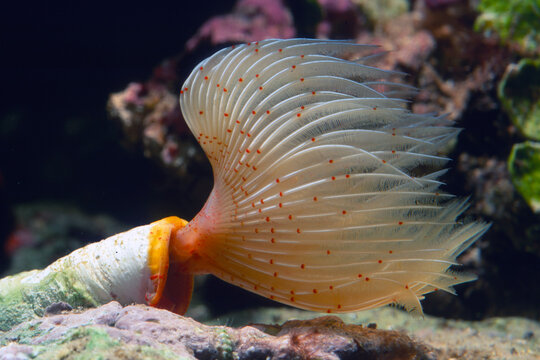 Protula sp. Alghero, Capo Caccia, Sardinia, Italy