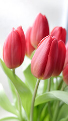 bouquet de tulipes - 752467606