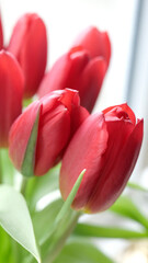 pétales de tulipes