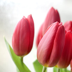 saison des tulipes - 752467663