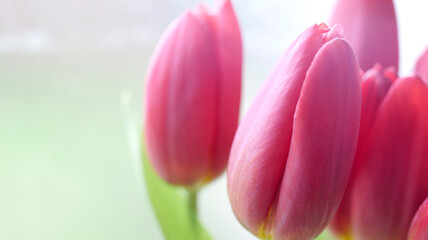 gros plan sur les tulipes - 752467666