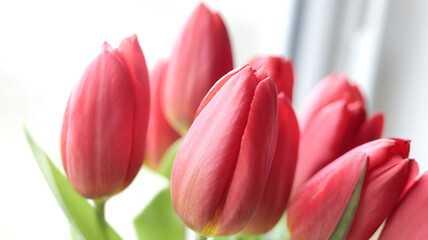 tulipes du jardin