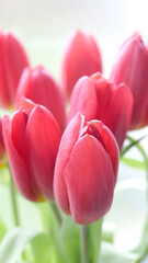 simples tulipes