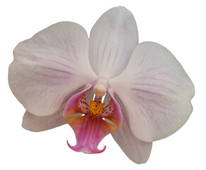 Fototapeta na wymiar White Phalaenopsis orchid flower blossom, isolated image on transparent background