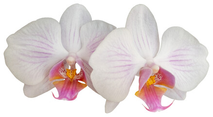 Group of two white Phalaenopsis orchid flower blossoms, isolated image on transparent background