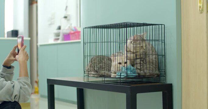 Three cats were kept in cages, they were brought to the doctor's clinic. Three cute cats were in a cage and someone was interested in taking pictures of them.Sick cat.