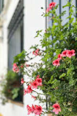 Blooming pink geranium flowers in a pot on the window as decoration of the house and street. Vertical image.