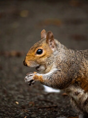 squirrel eating nut close up in a park of southampton england uk