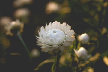 A close-up top view of a white strawflower with dark, blurred background