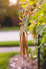 A coral fountain amaranth bloom hanging in the evening light