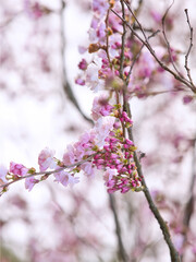 Pinke rosa Blüten im Frühling - die Sakura blüht auf