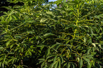 Fototapeta premium Cassava or manioc plant field on the family farm in Brazil