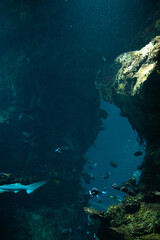 Fische im Fischbecken mit einem tiefen und faszinierenden Blick im Haus des Meeres in Wien. Eine bemerkenswerten Einrichtung, die von Meeresbewohnern bewohnt wird.