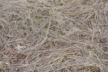 natural plant texture from dry gray grass in a field in nature
