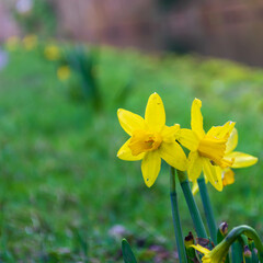 Obraz premium daffodils in spring