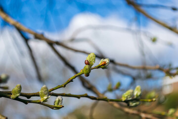 buds of a tree