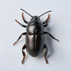 stag beetle isolated on white
