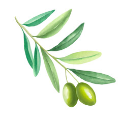 Obraz na płótnie Canvas Watercolor illustration of a green olive branch, evoking a sense of peace and natural beauty