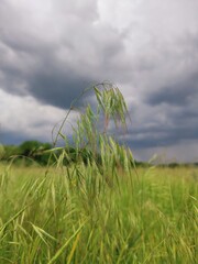 grass and sky