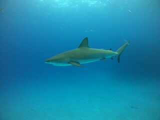 Bahamnesische Riffhaie