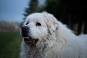 The Pyrenean Mountain Dog is a breed of livestock guardian dog from France, where it is known as the Chien de Montagne des Pyrénée It is called the Great Pyrenees in the United States.