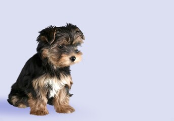 Cute small dog pet posing in studio