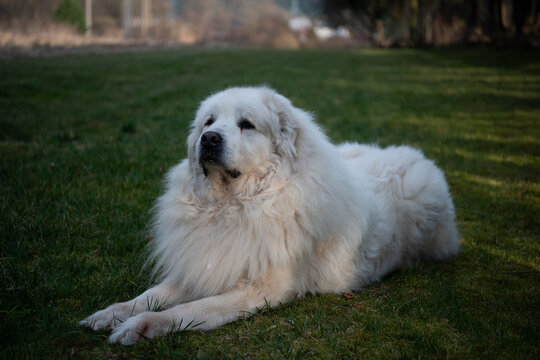 The Pyrenean Mountain Dog is a breed of livestock guardian dog from France, where it is known as the Chien de Montagne des Pyrénée It is called the Great Pyrenees in the United States.