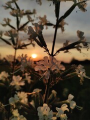 white flower at sunset 