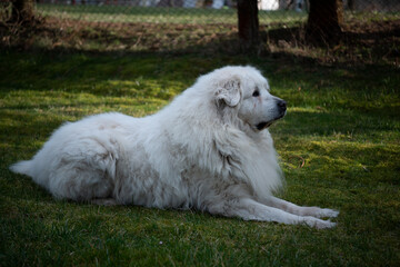 The Pyrenean Mountain Dog is a breed of livestock guardian dog from France, where it is known as the Chien de Montagne des Pyrénée It is called the Great Pyrenees in the United States.