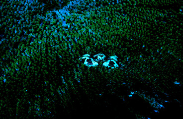 Krabbe mit weißen Scheren