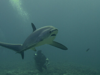 Fuchshai Malapascua Treshershark