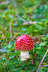 Fliegenpilz - Allgäu - Pilz - giftig - Märchen - Schwammerl