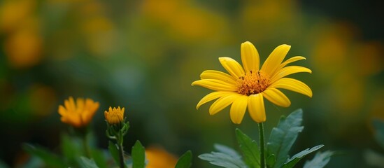 Vibrant yellow flower surrounded by lush green leaves in the natural background